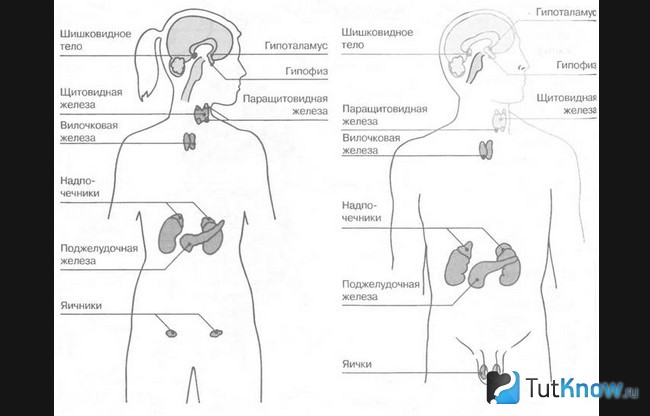 Схематическое изображение эндокринной системы мужчины и женщины