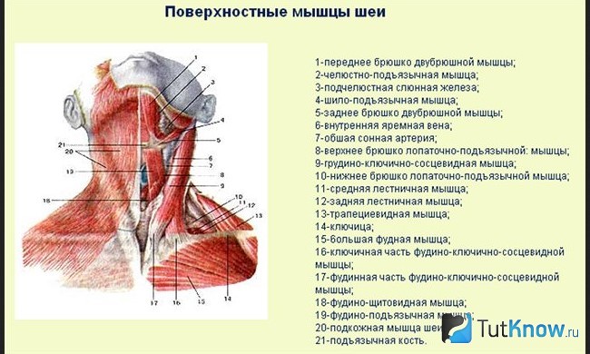 Схема мышечного строения шеи