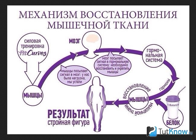 Схематическое изображение механизма регенерации мышц