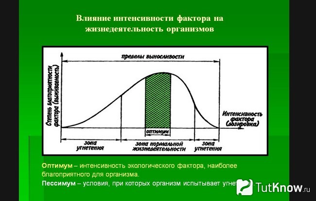 Схематическое изображении влияния интенсивности на организм