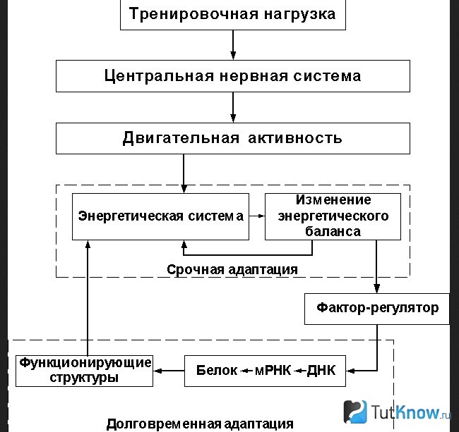 Схема долговременной адаптации мышц
