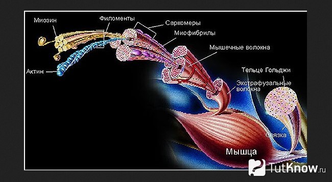 Схема строения мышечного волокна