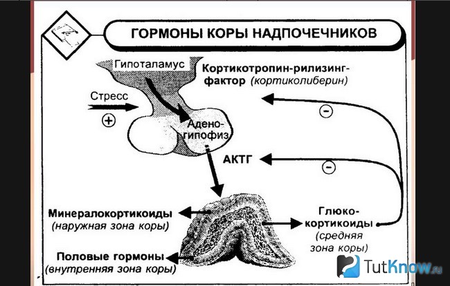 Схематическое изображение гормонов коры надпочечников