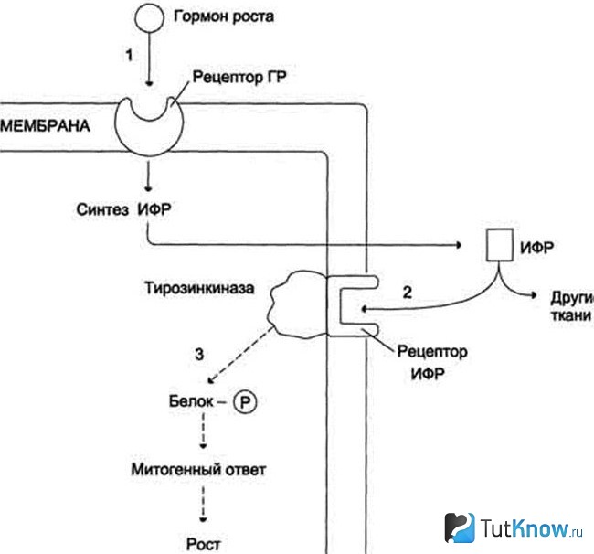 Схема воздействия норадреналина на соматотропин