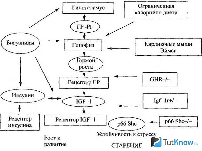 Система регуляции гормона роста и ИФР