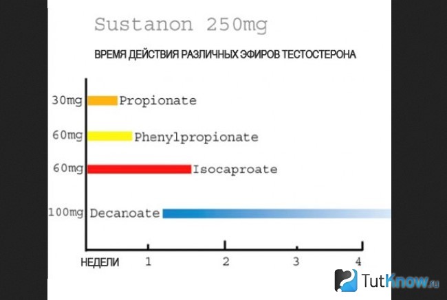 Период полураспада эфиров тестостерона