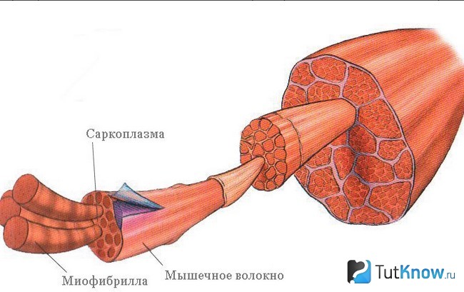 Схема строения мускульных волокон