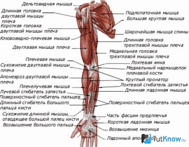 Схема мышечной структуры рук