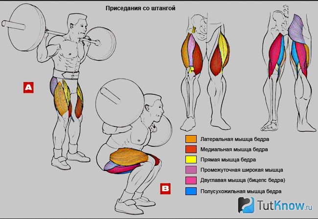 Схема выполнения приседаний и задействованные мышцы