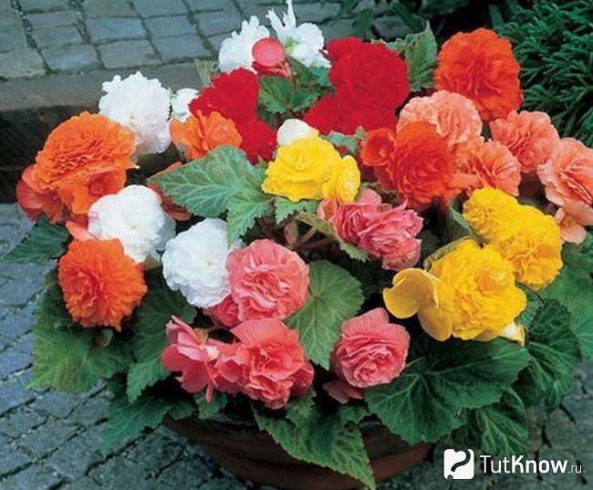 Клубневая бегония