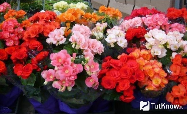 Кустовая бегония