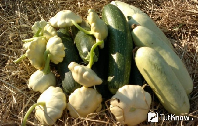 Патиссоны и кабачки