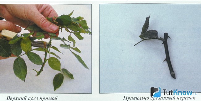 Размножение комнатной розы черенками