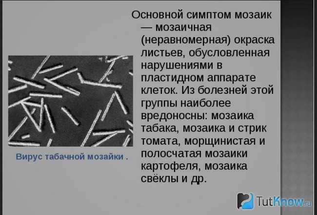 Справка о табачной мозаике