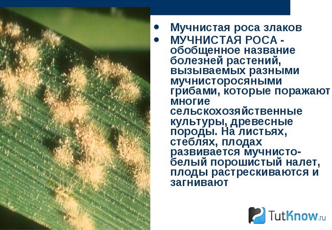 Справка о мучнистой росе