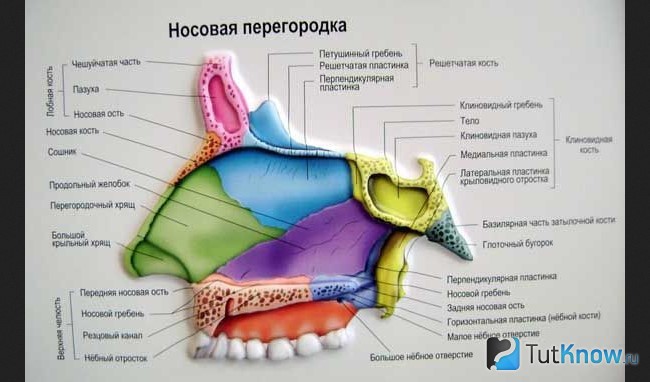Схема строения носоглотки