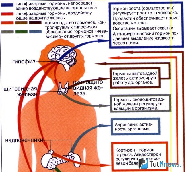 Схема гормональной системы человека