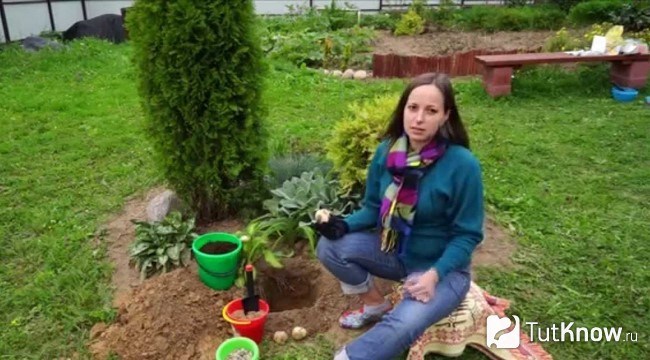 Девушка садит Рябчика Императорского