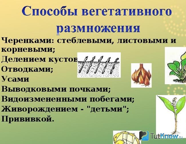 Способы вегетативного размножения