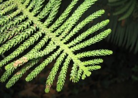 Ветка араукарии