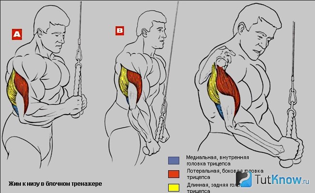 Жим к низу в блочном тренажере