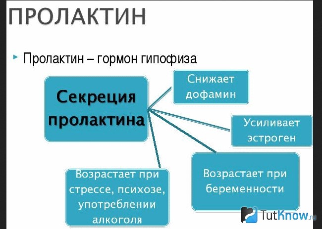 Справка о секреции и функциях пролактина