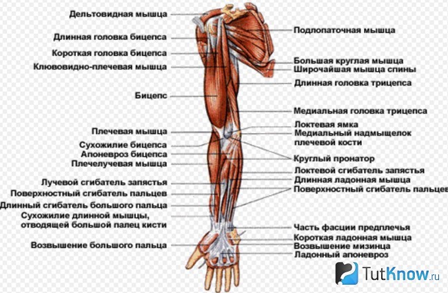 Строение руки