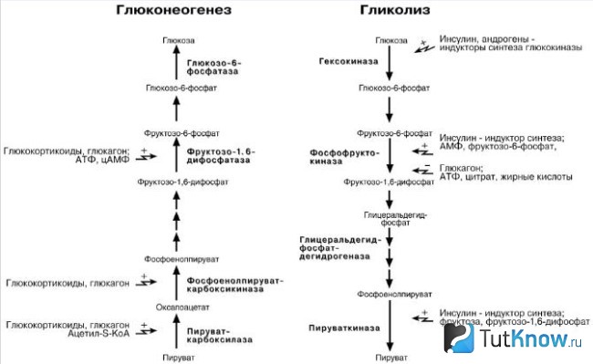 Регуляция глюконеогенези и гликолиза