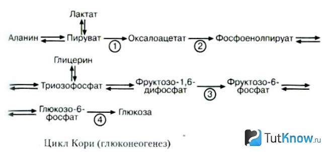 Схема цикла Кори