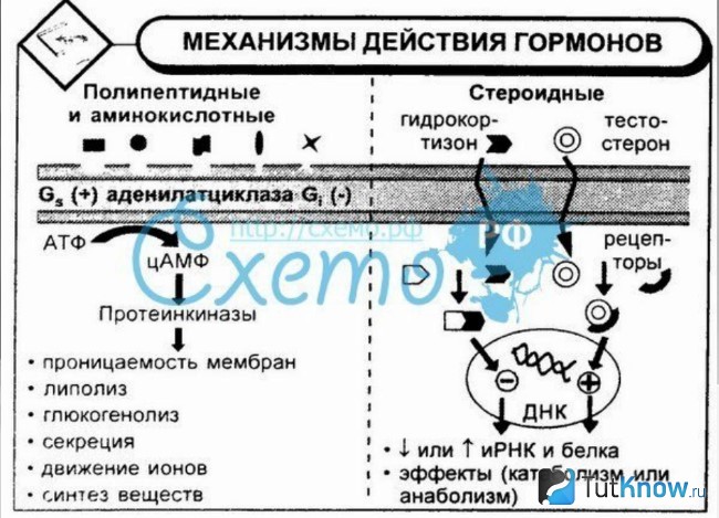 Механизм работы стероидных и нестероидных гормонов
