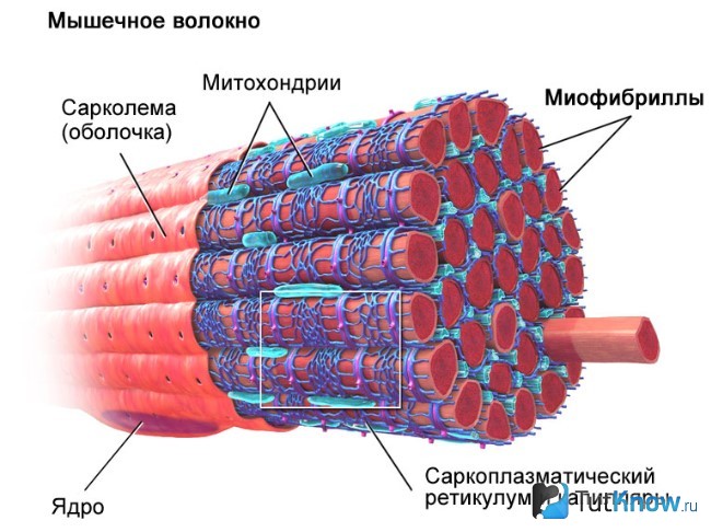 Строение мускульных волокон