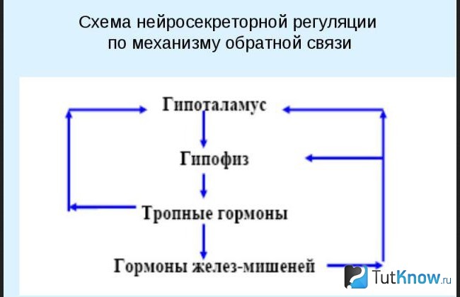 Схема нейросекреторной регуляции по механизму обратной связи