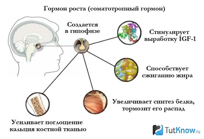 Схема секреции соматотропина в организме