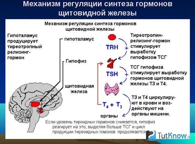 Механизм регулирования секреции гормонов щитовидной железы