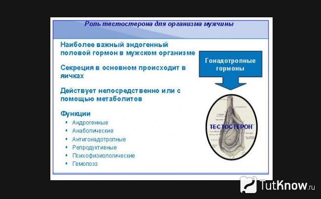 Роль тестостерона в организме