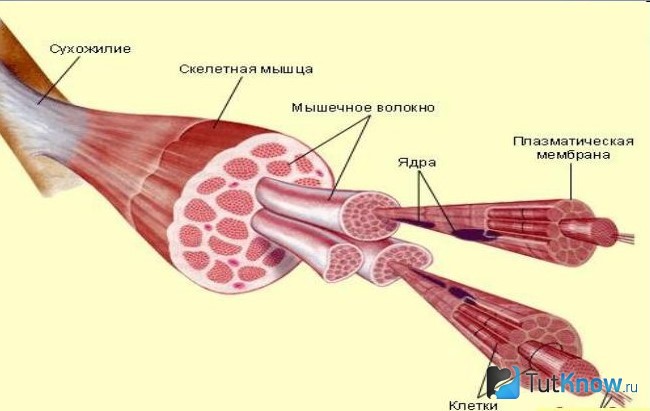 Строение скелетной мышцы
