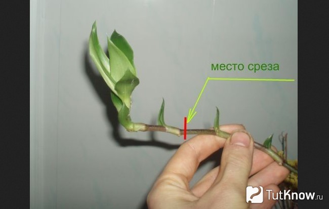 Размножение зембрины черенками