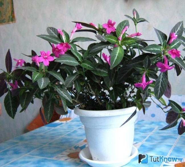 Розовая руэллия
