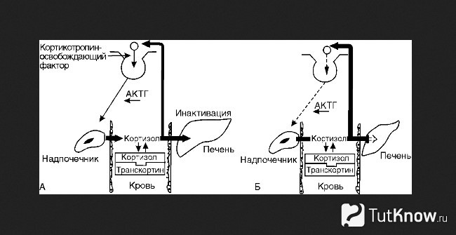 Схема регуляции образования кортизола