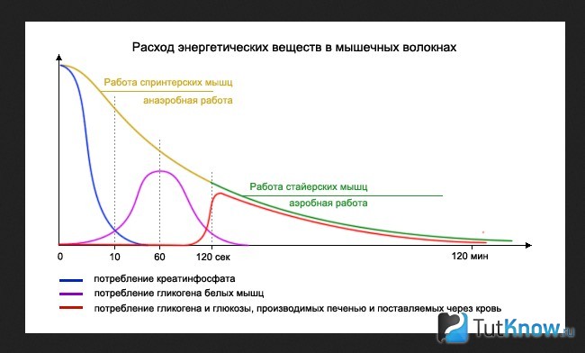 Преобразование энергии в мышцах