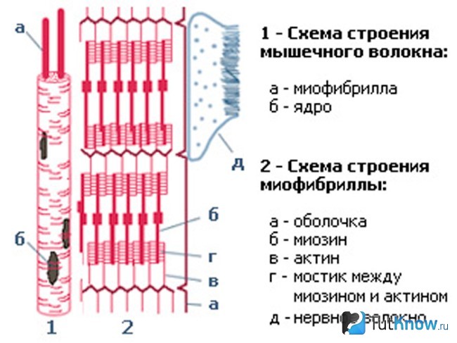 Строение мышечной ткани
