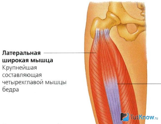 Изображение латеральной мышцы бедра