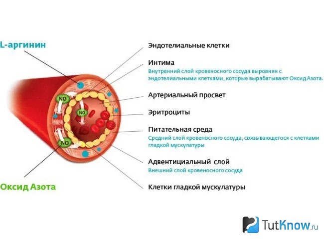 Схема строения гладкой мышечной ткани с оксидом азота