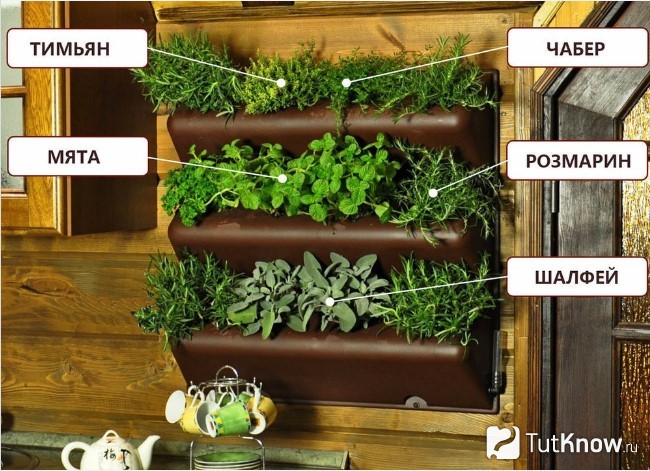 Фитостена из полезной зелени