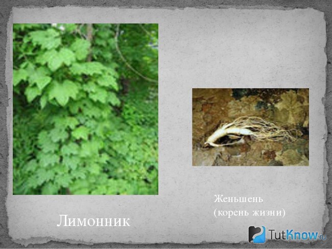 Растения лимонник китайский и женьшень