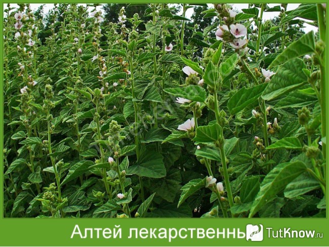 Алтей лекарственный