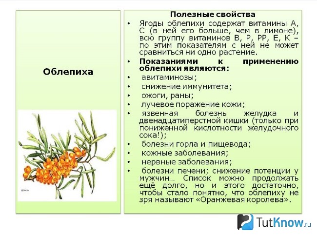 Полезные свойства облепихи