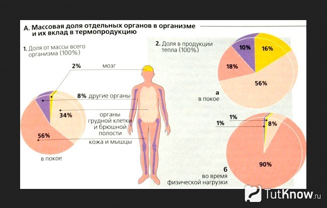 Массовая доля отдельных органов и их вклад в термопродукцию