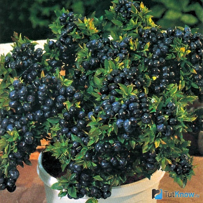 Куст ягод в цветочном горшке