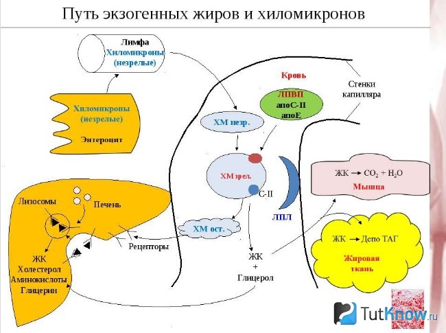 Схема пути экзогенных жиров и хиломикронов
